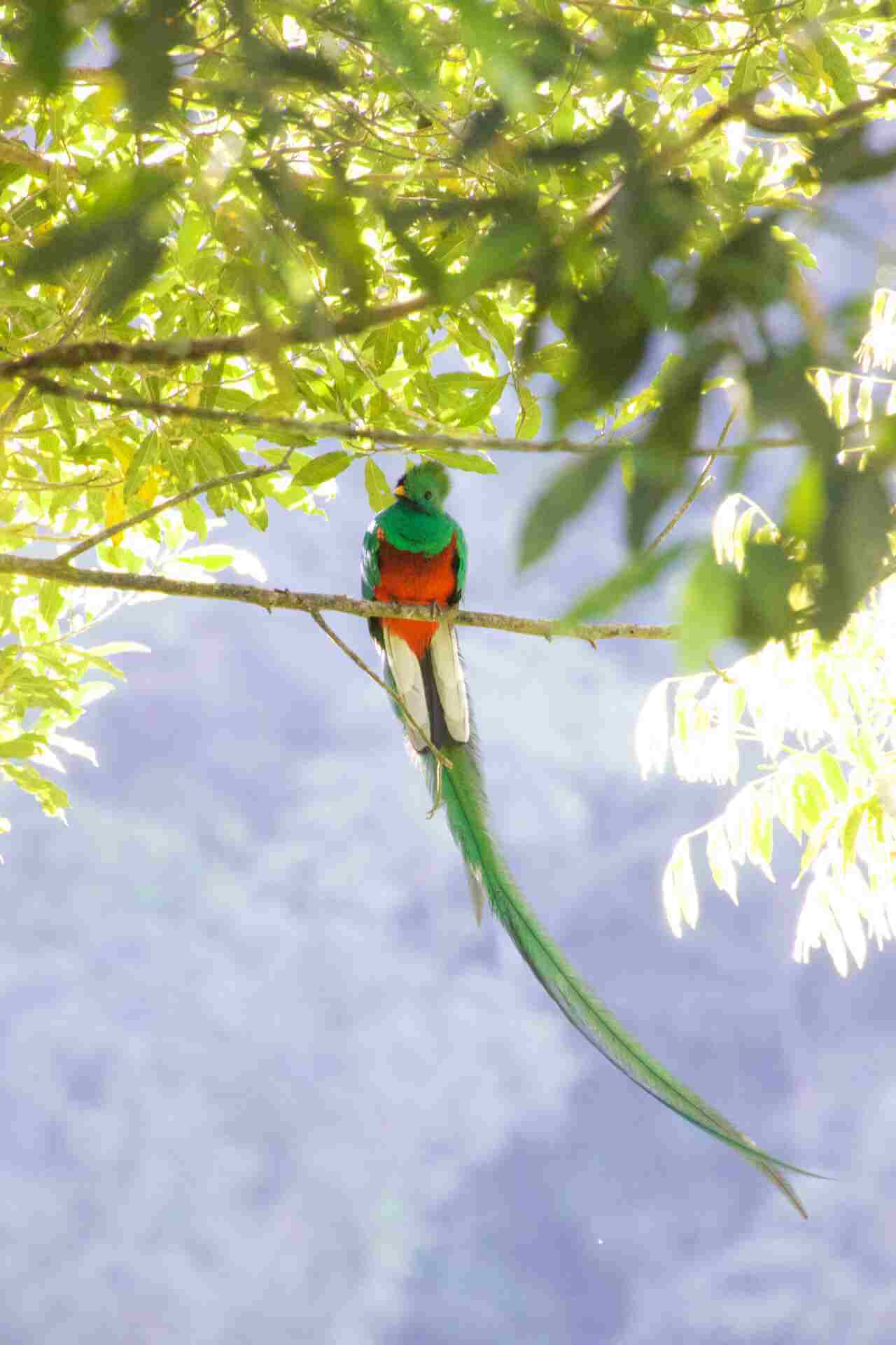 Quetzal